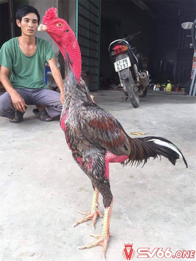 Chú ý quan trọng trong cách vần gà chọi tơ