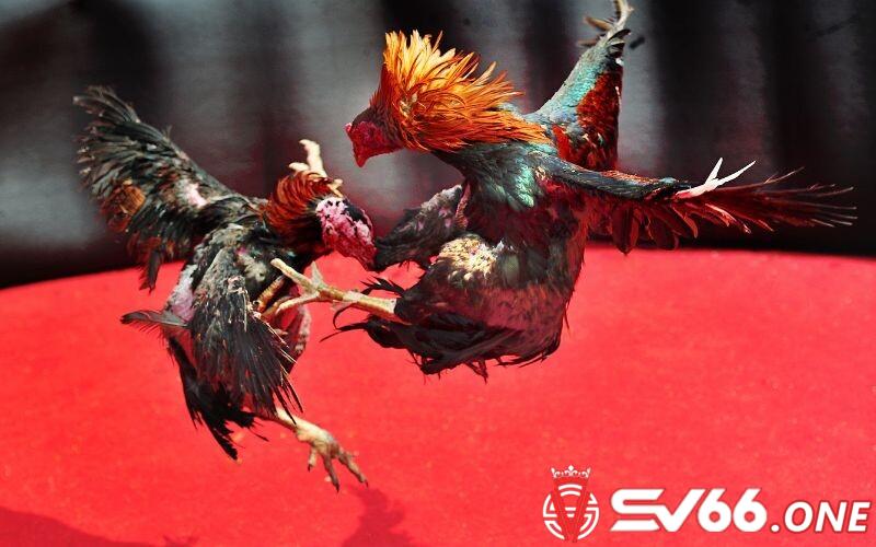 Không gặp bất kỳ khó khăn nào trong đặt cược và trả thưởng tại sàn đấu C1